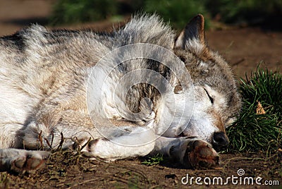 Wolf sleeping face close-up Stock Photo