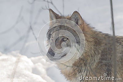 Wolf in the snow, animal photography Stock Photo