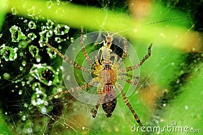 Wolf spider eating an insect in the park Stock Photo
