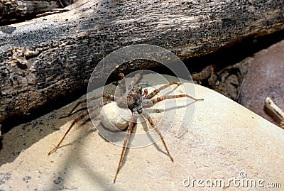 Wolf Spider Egg Sack Stock Photo