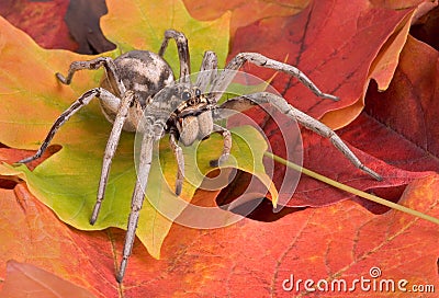 Wolf spider on fall leaves Stock Photo