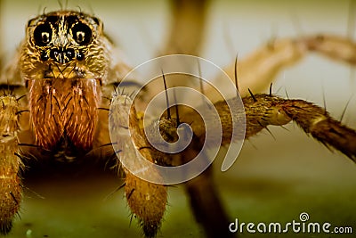 Wolf Spider Stock Photo