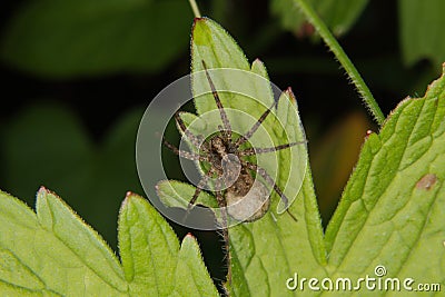 Wolf spider (Pardosa lugubris) Stock Photo