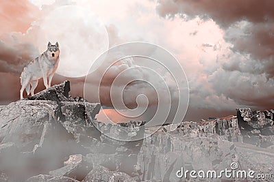 Wolf Standing on a Mountain Stock Photo
