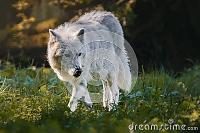 a wolf standing on top of a lush green field of grass Stock Photo