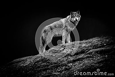 A wolf staring curiously, Sweden. Stock Photo