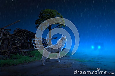 Wolf stop the car at night Stock Photo