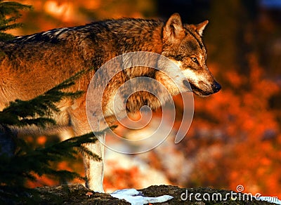 Wolf sunrise Stock Photo
