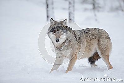 Wolf in thick snow Stock Photo