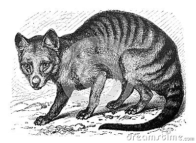 Wolf Thylacinus cynocephalus / Illustration from Brockhaus Konversations-Lexikon 1908 Editorial Stock Photo