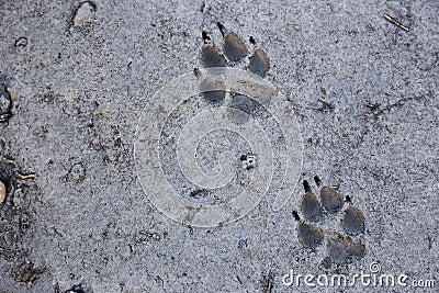 Wolf Track Prints Canadian Rocky Mountain Wilderness Stock Photo