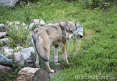 Minnesota Gray Wolf with a wary rearward look Stock Photo