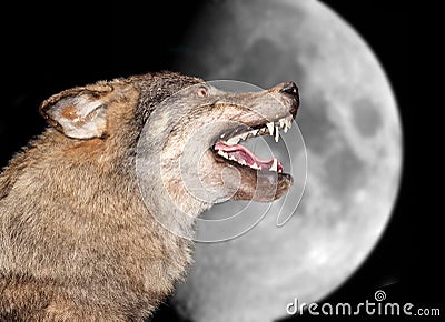 Wolf under the moon Stock Photo