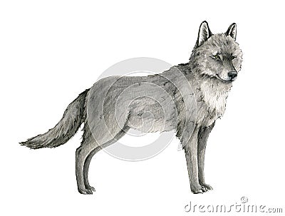Wolf watercolor illustration. Grey arctic wolf animal hand drawn image. Wildlife Canada, Taiga forest predator. Single Cartoon Illustration