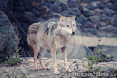 Wolf in the zoo Stock Photo