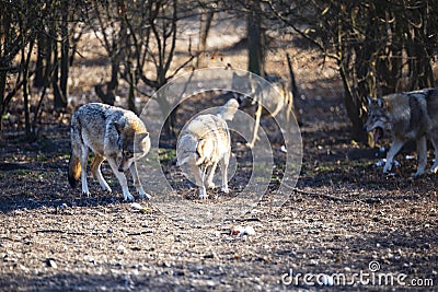 Wolfs after hunting - in natural habitant. Stock Photo