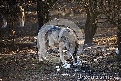 Wolfs after hunting - in natural habitant. Stock Photo