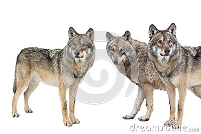 Wolfs isolated on white background Stock Photo
