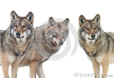 Wolfs isolated on white background Stock Photo