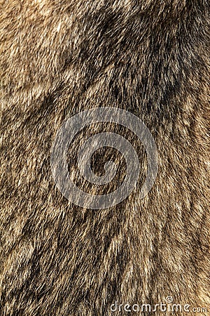 Wolfskin texture. Natural wolf fur. Stock Photo