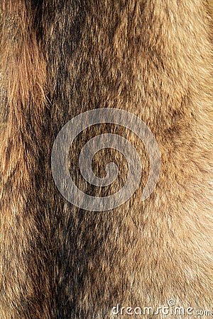 Wolfskin texture. Natural wolf fur. Stock Photo