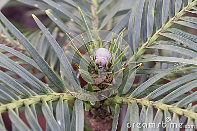 Wollemi Pine Stock Photo