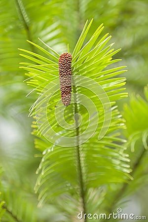 Wollemi pine tree Stock Photo