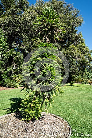 Wollemi pine or wollemia nobilis a coniferous tree in Adelaide botanic gardens SA Australia Stock Photo