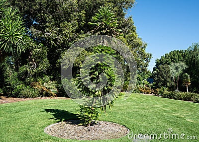 Wollemi pine or wollemia nobilis a coniferous tree in Adelaide botanic gardens SA Australia Stock Photo