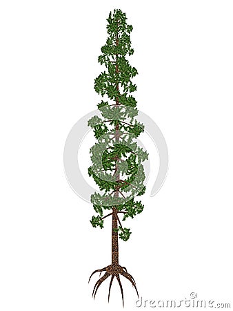 Wollemia nobilis pine prehistoric tree - 3D render Stock Photo