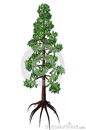 Wollemia nobilis Tree Stock Photo