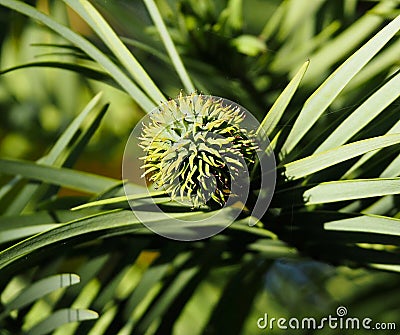 Wollemia Pine With Female Flowers Stock Photo