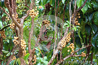 Wollongong tropical fruit Stock Photo