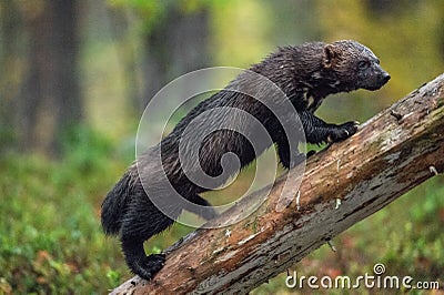 Wolverine climbing on the tree. Wild nature. Stock Photo