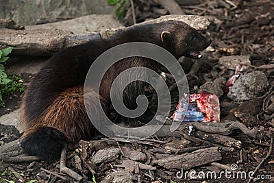 Wolverine (Gulo gulo), also known as the glutton. Stock Photo