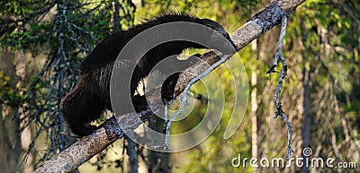 Wolverine (gulo gulo) on a tree Stock Photo