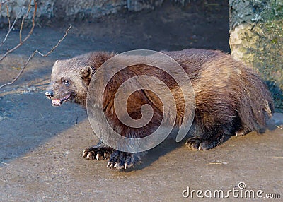 Wolverine Stock Photo