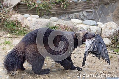 Wolverine caught the bird. Stock Photo