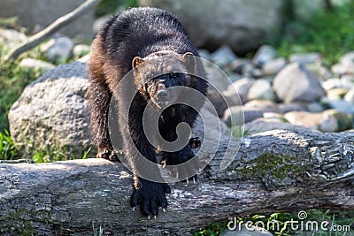 Wolverine walking in the river Stock Photo