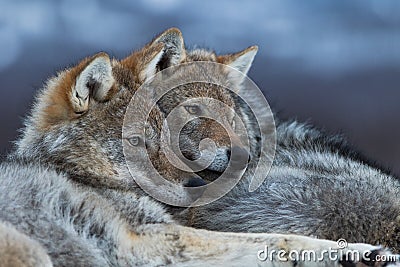 Wolves cuddling Stock Photo