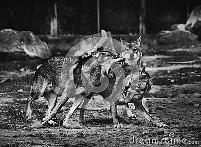 Wolves fighting, black and white photo Stock Photo