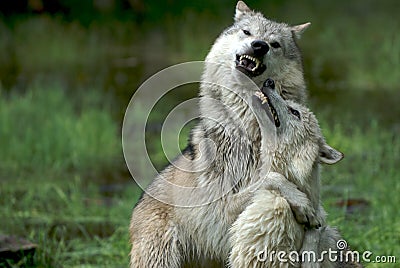 Wolves fighting for donimance Stock Photo