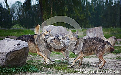 Wolves fighting in forest Stock Photo