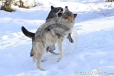 Wolves fighting over female wolf Stock Photo