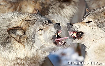 Wolves figthing Stock Photo