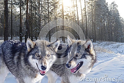 Wolves and forest in the snow Stock Photo