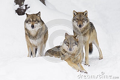 Gray wolves in winter Stock Photo