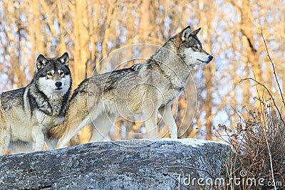 Wolves on the hunt Stock Photo