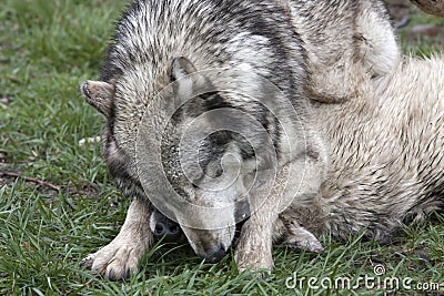 Wolves Playfully Fighting Stock Photo