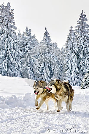 Wolves running in wild winter snowy forest Stock Photo